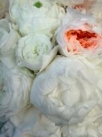 DESIRE Blush Cloud preserved flower box close up