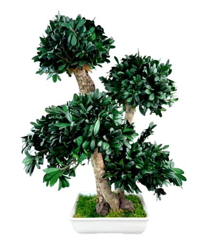 pittosporum bonsai preserved free