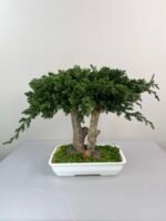 Juniperus Bonsai preserved flower arrangement in Dubai detail