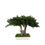 Juniperus Bonsai preserved flower arrangement in Dubai