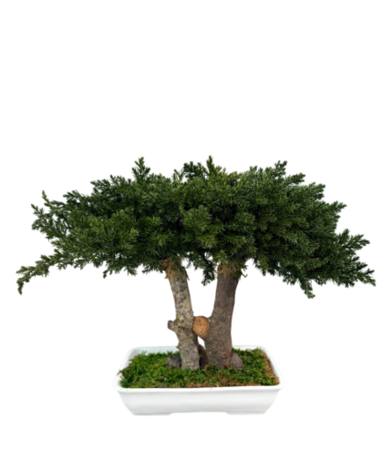 Juniperus Bonsai preserved flower arrangement in Dubai