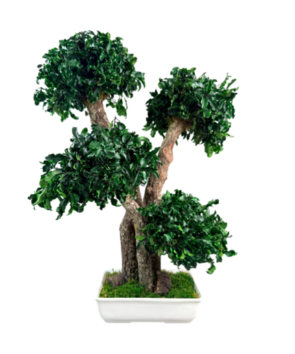 preserved tree