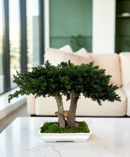 preserved tree