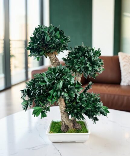 Pitosporum Bonsai preserved flower arrangement in Dubai detail