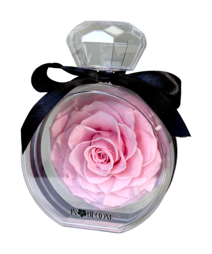 light pink preserved rose