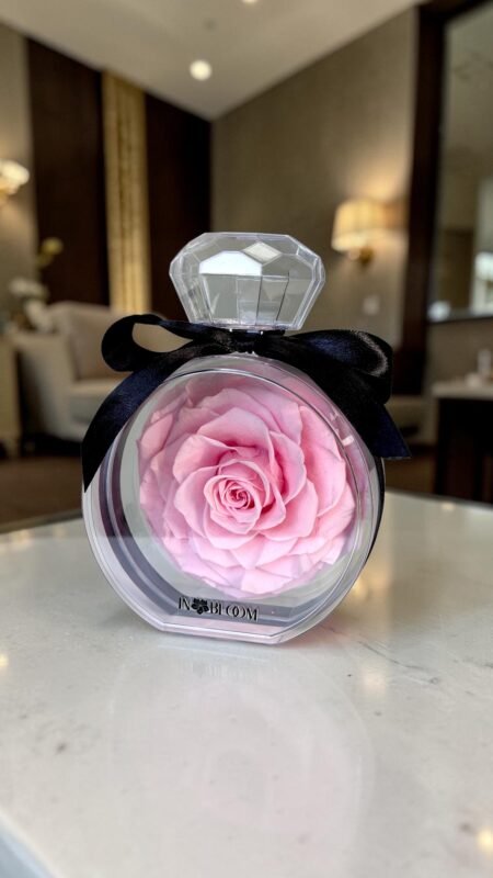 Light Pink preserved rose
