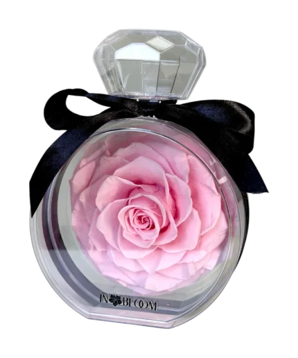light pink preserved rose