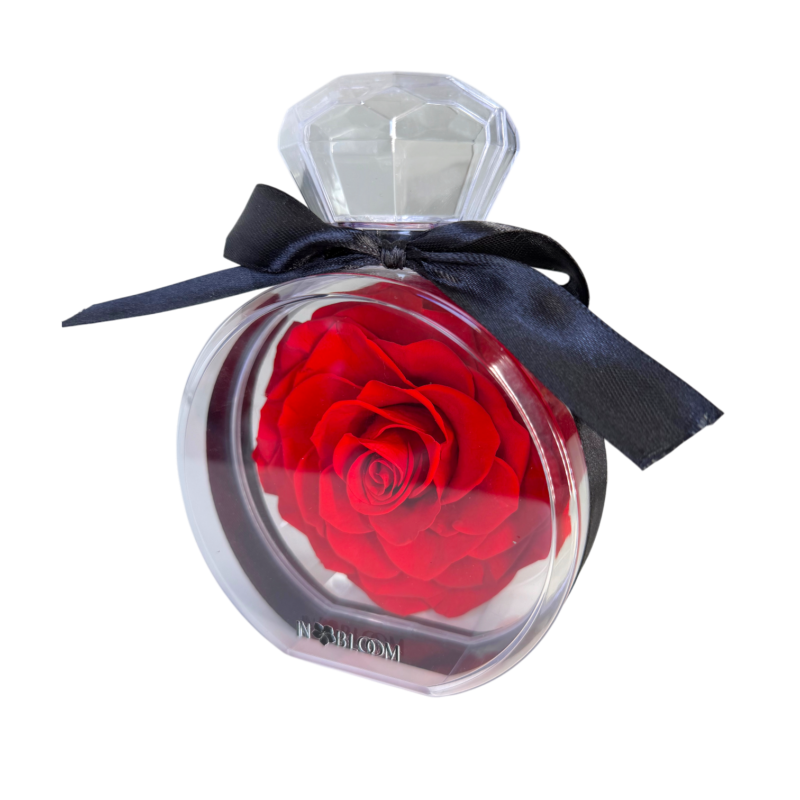 red rose preserved
