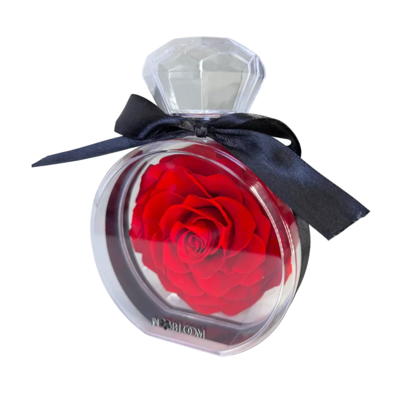 red rose preserved